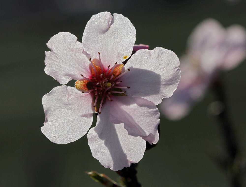 Gegenlichtmandelblüte