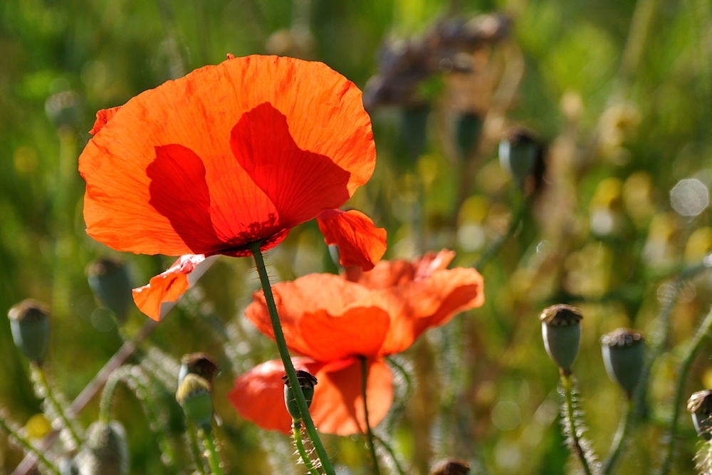 Gegenlichtmohn