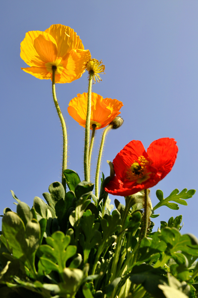 Gegenlichtmohn