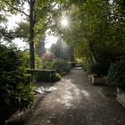 Gegenlichtstimmung im Garten