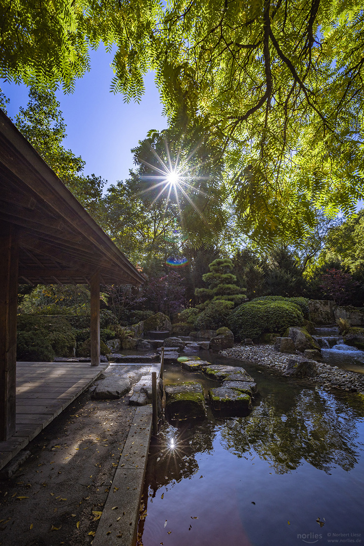 Gegenlichtstimmung im Japangarten