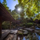 Gegenlichtstimmung im Japangarten