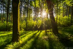 Gegenlichtstimmung im Wald