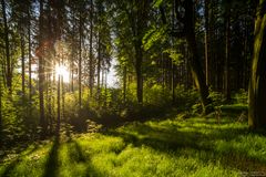 Gegenlichtstimmung im Wald