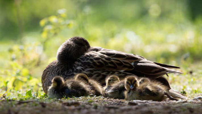 Gegenlichtstockentenküken