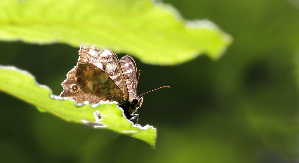 "Gegenlichtszene mit einem Schmetterling"