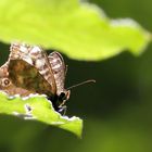 "Gegenlichtszene mit einem Schmetterling"