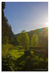 Gegenlichttestbild im Zechengrund