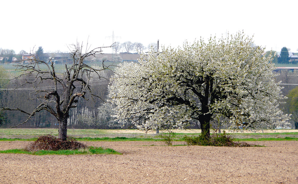 Gegensätze