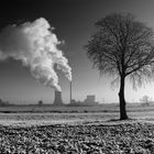 Gegensätze: Kohlekraftwerk und Baum 