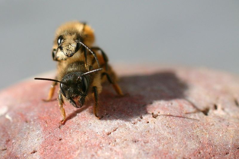 Gegensätze ziehen sich an