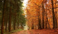 Gegensätzliches im Herbstwald