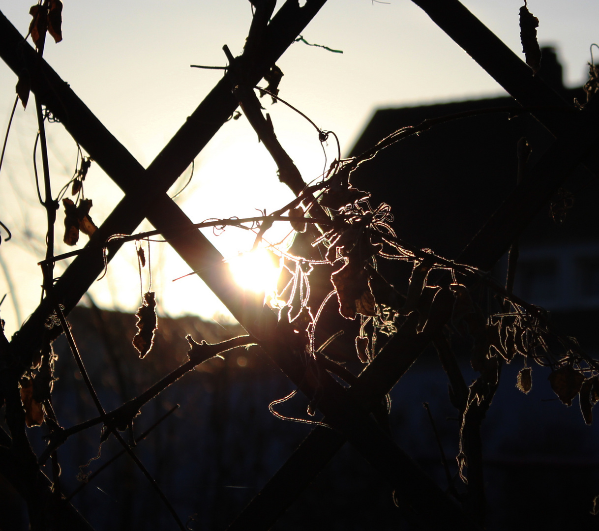 Gegensatz - oder Ein kalter aber sonniger Morgen im Januar