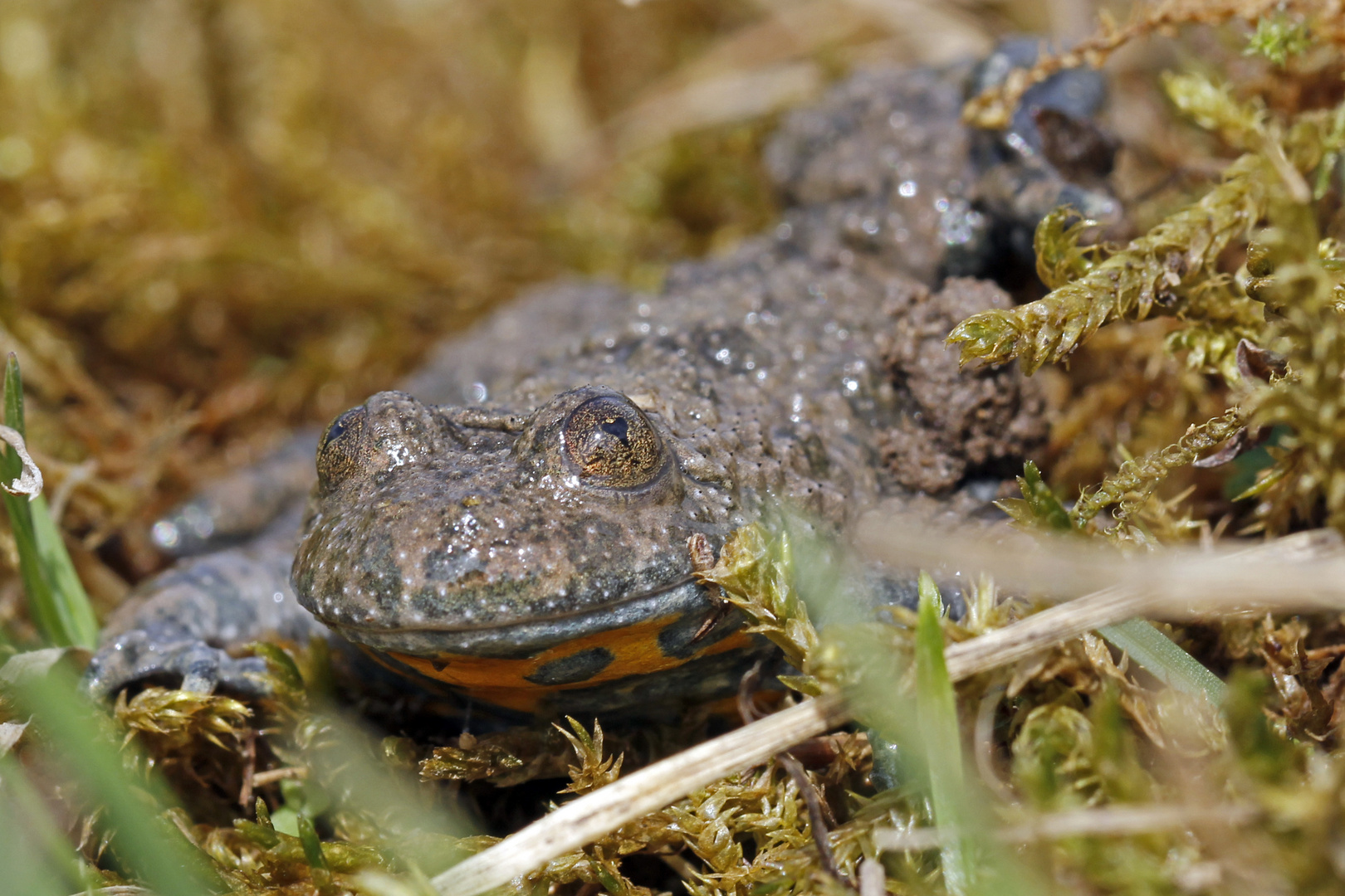 Gegenseitige Froschperspektive