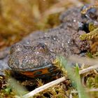 Gegenseitige Froschperspektive