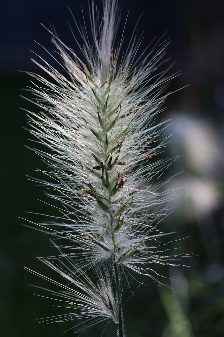 Gegen.s.Licht. ...´14