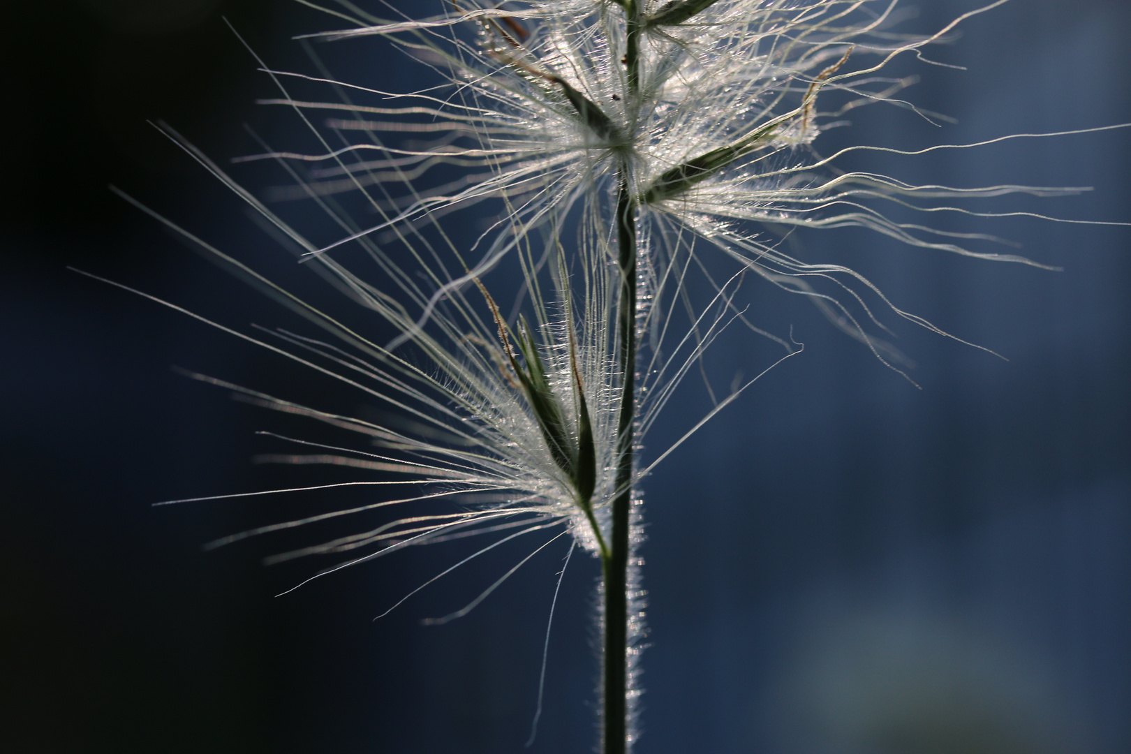 Gegen.s.Licht.. ...´14