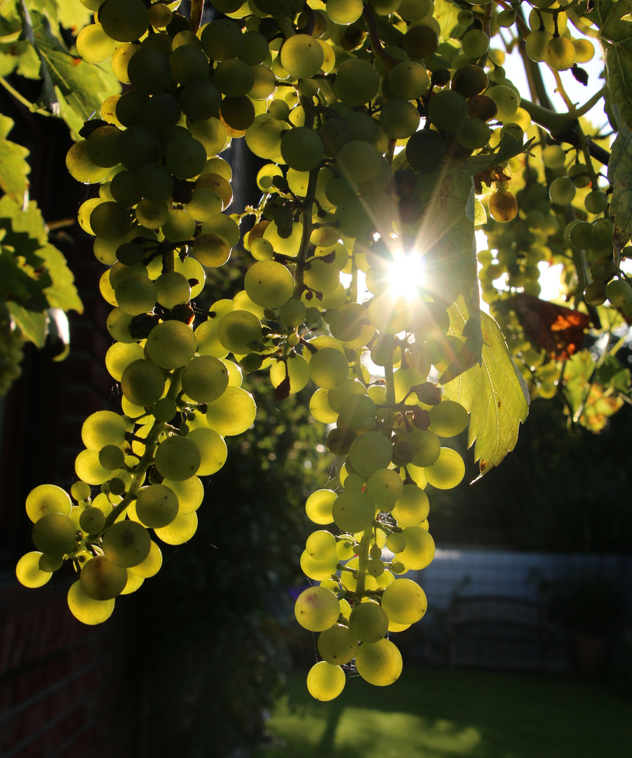 Gegen.s.Licht - langsam geht der Sommer ...´14