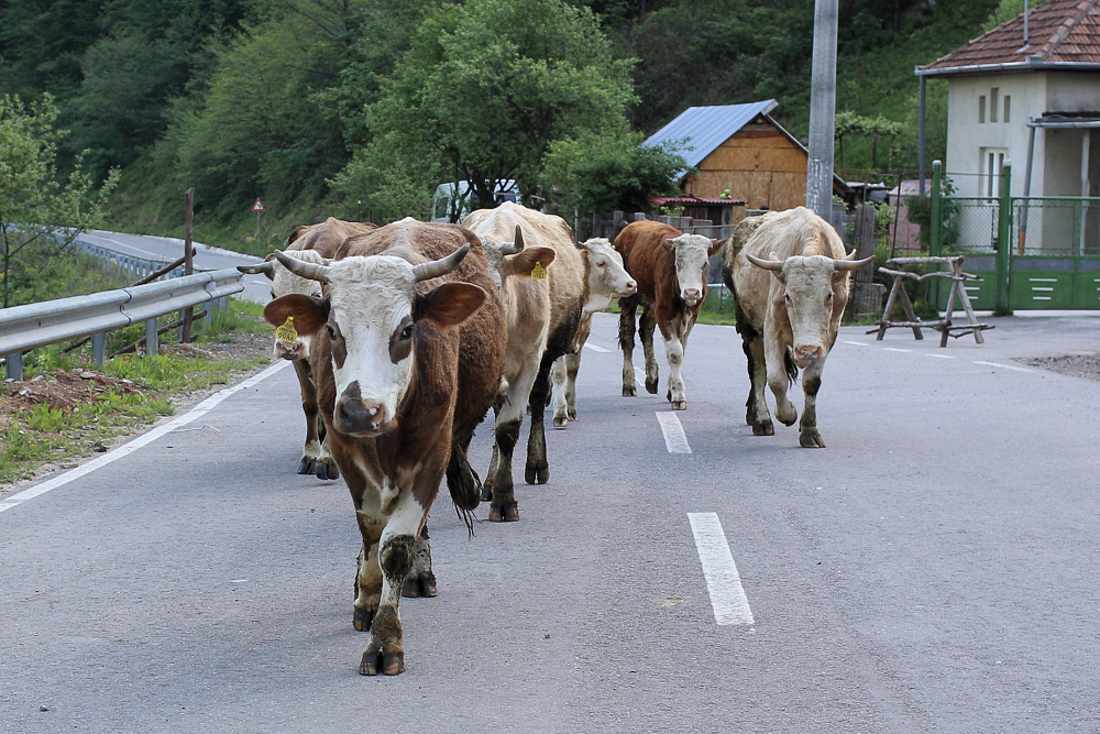 Gegenverkehr 2013