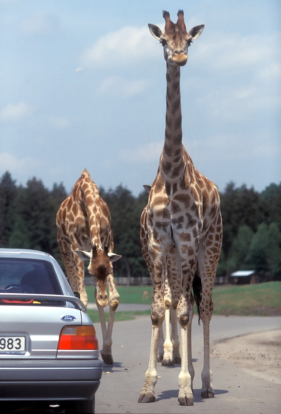 Gegenverkehr