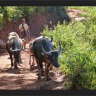 Gegenverkehr auf dem Wanderweg