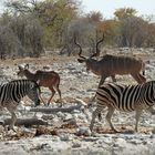 Gegenverkehr: Burchells Steppenzebra und Kudubock mit Jungtier