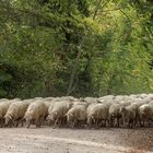 Gegenverkehr - da heisst es warten !