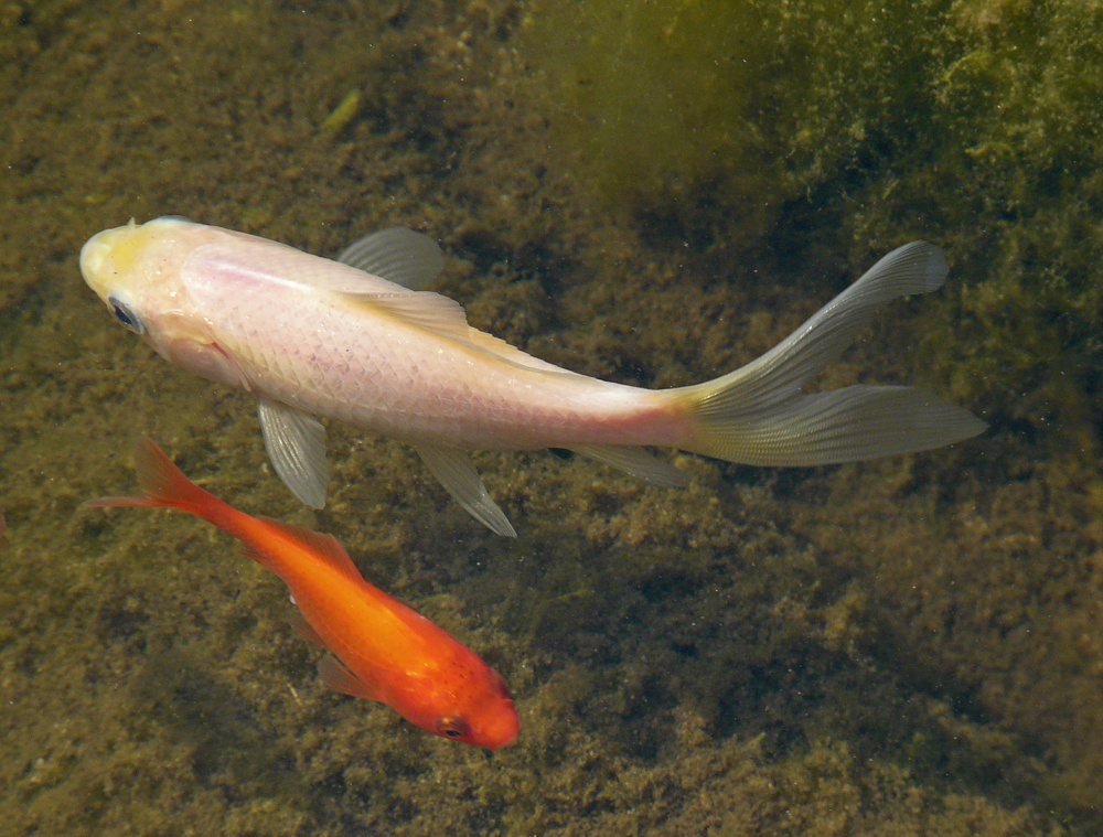 Gegenverkehr im Goldfischteich