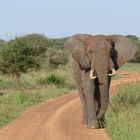 Gegenverkehr im Tarangire NP