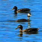 "Gegenverkehr" oder "Der Haubentaucher zwischen zwei Enten"