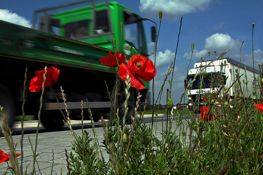 Gegenverkehr und Klatschmohn