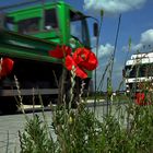 Gegenverkehr und Klatschmohn