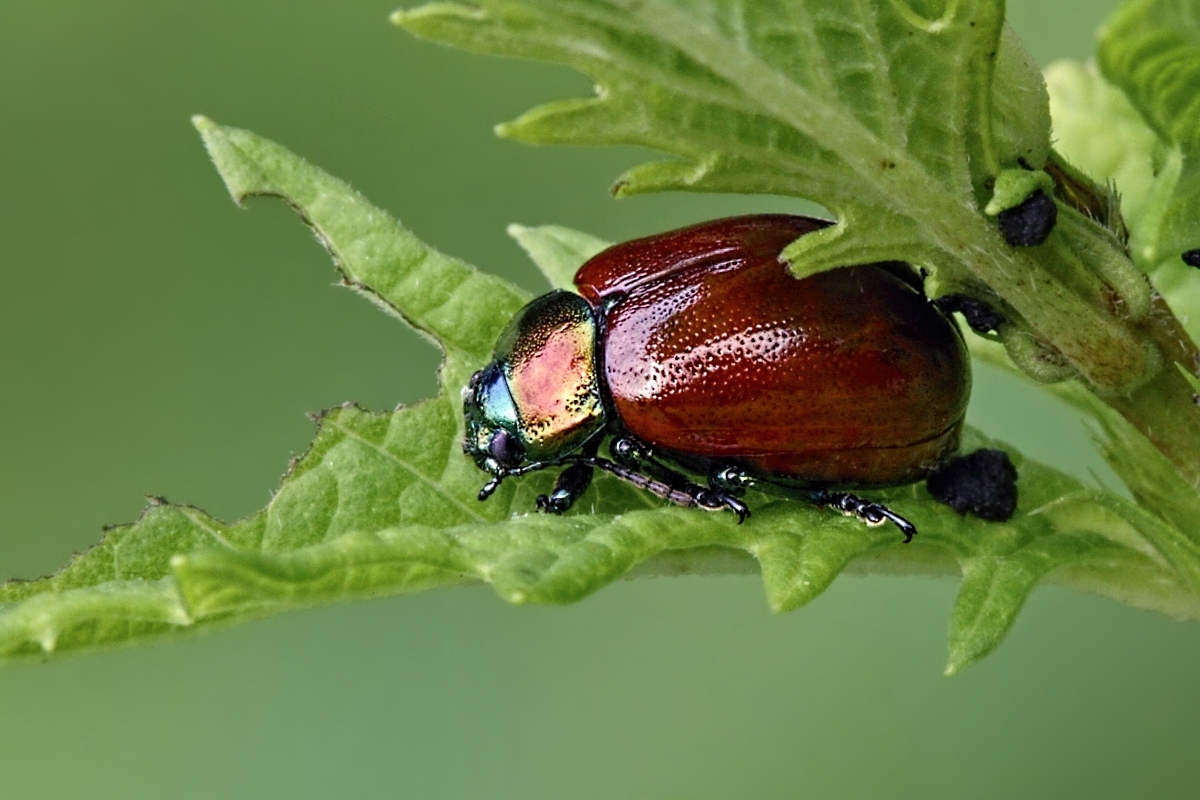 Geglätteter Blattkäfer