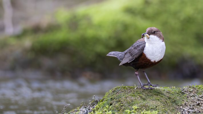 Geglückte Nahrungssuche ...