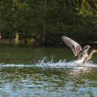 geglückte Wasserung