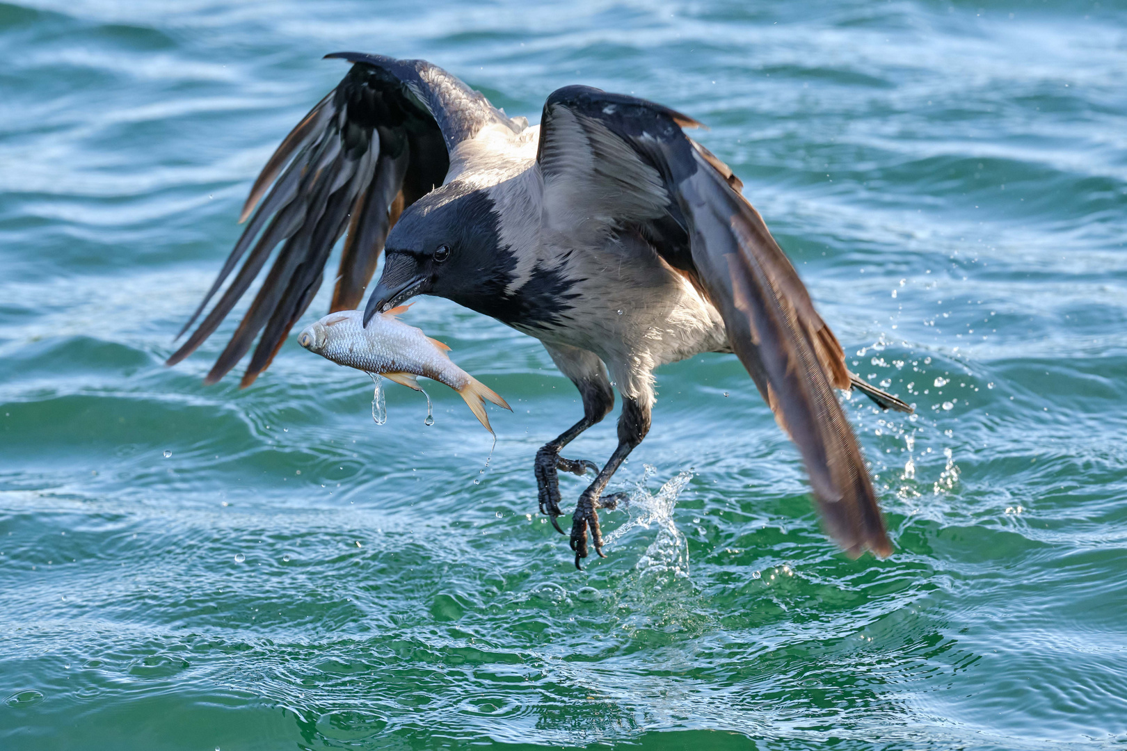 geglückter Fang