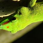 geglückter Zoobesuch Zürich