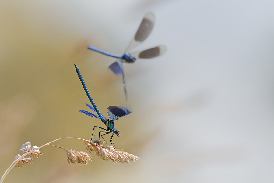 Gegner im Anflug