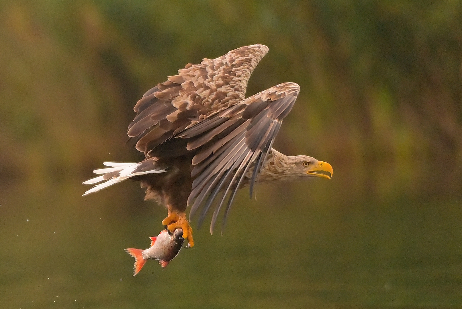 --gegriffen und Abflug!