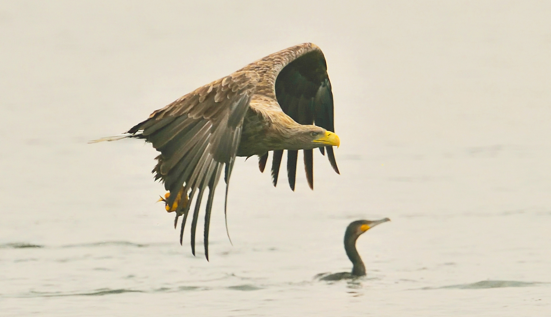 Gegriffen,der Seeadler war schneller!