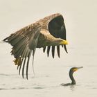 Gegriffen,der Seeadler war schneller!