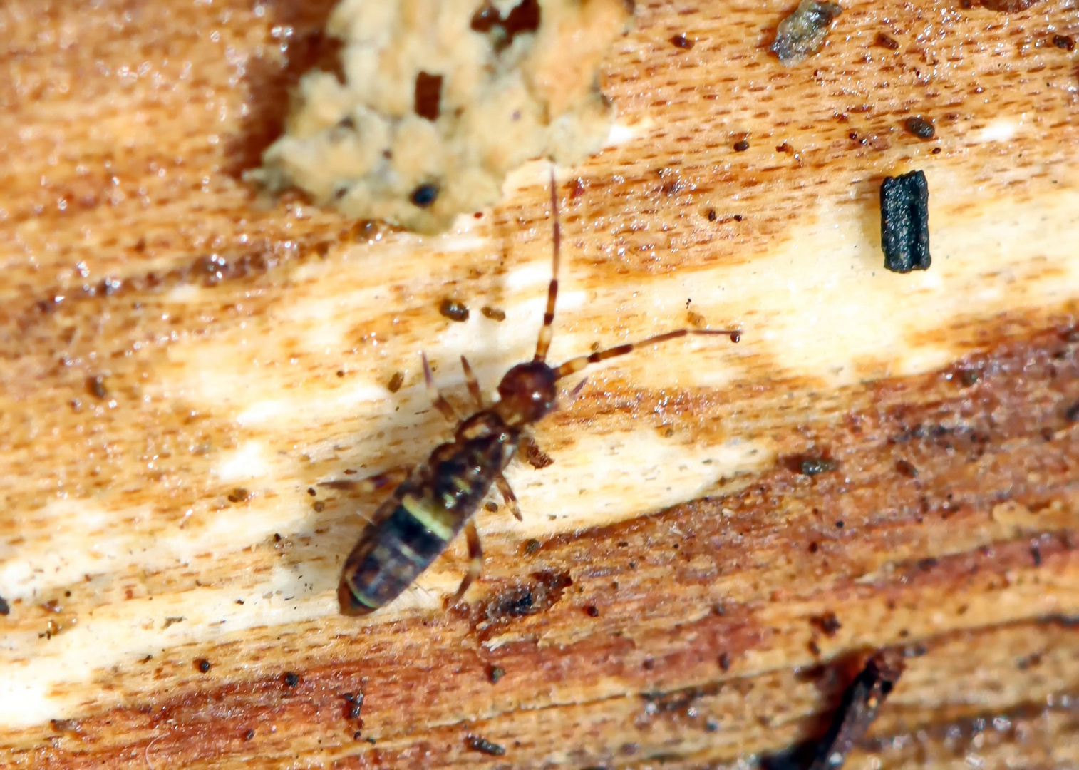 Gegürtelte Springschwanz,Orchesella cincta