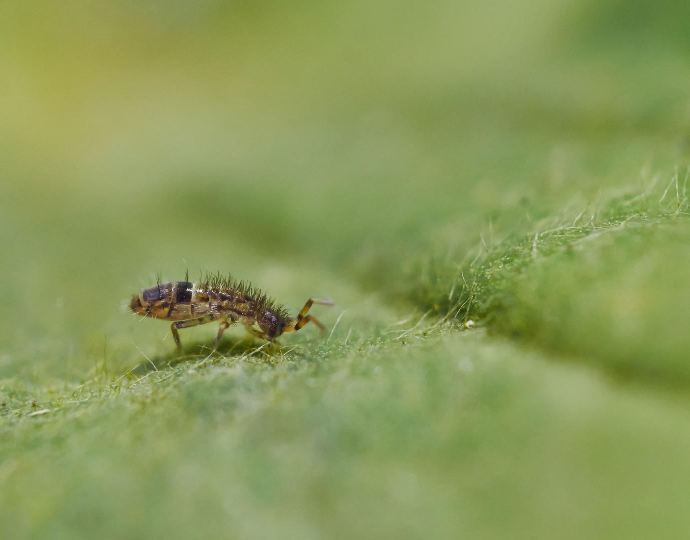 Gegürtelter Springschwanz (Orchesella cincta)