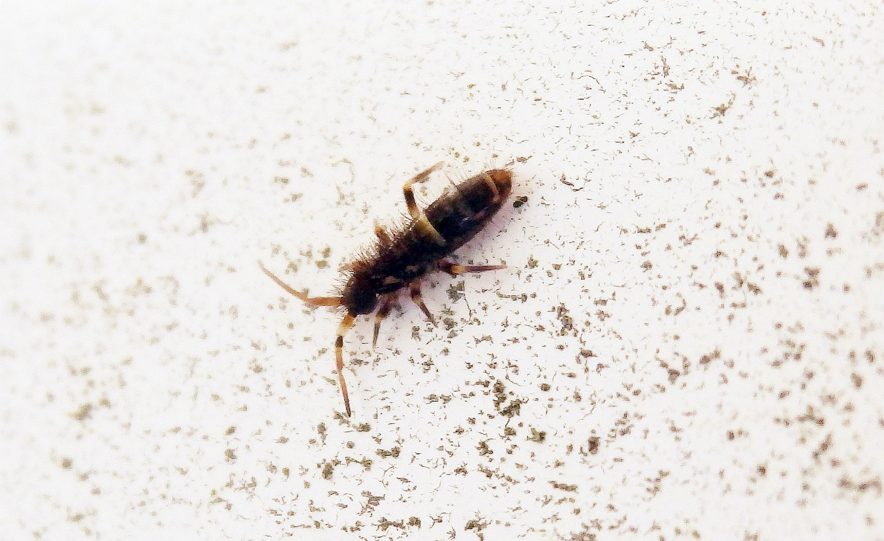 Gegürtelter Springschwanz (Orchesella cincta) auf dem Garagentor