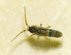 Gegürtelter Springschwanz (Orchesella cincta)