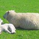 Geh aus der Sonne - oder willst du ein schwarzes Schaf werden (Teil I)