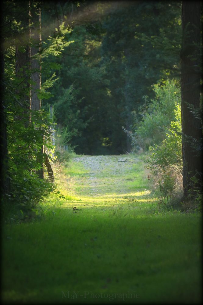 Geh deinen Weg