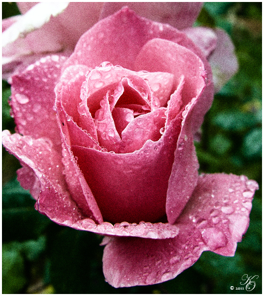 Geh die Rosen wieder anschauen, du wirst begreifen dass deine Rose einzig ist in der Welt...