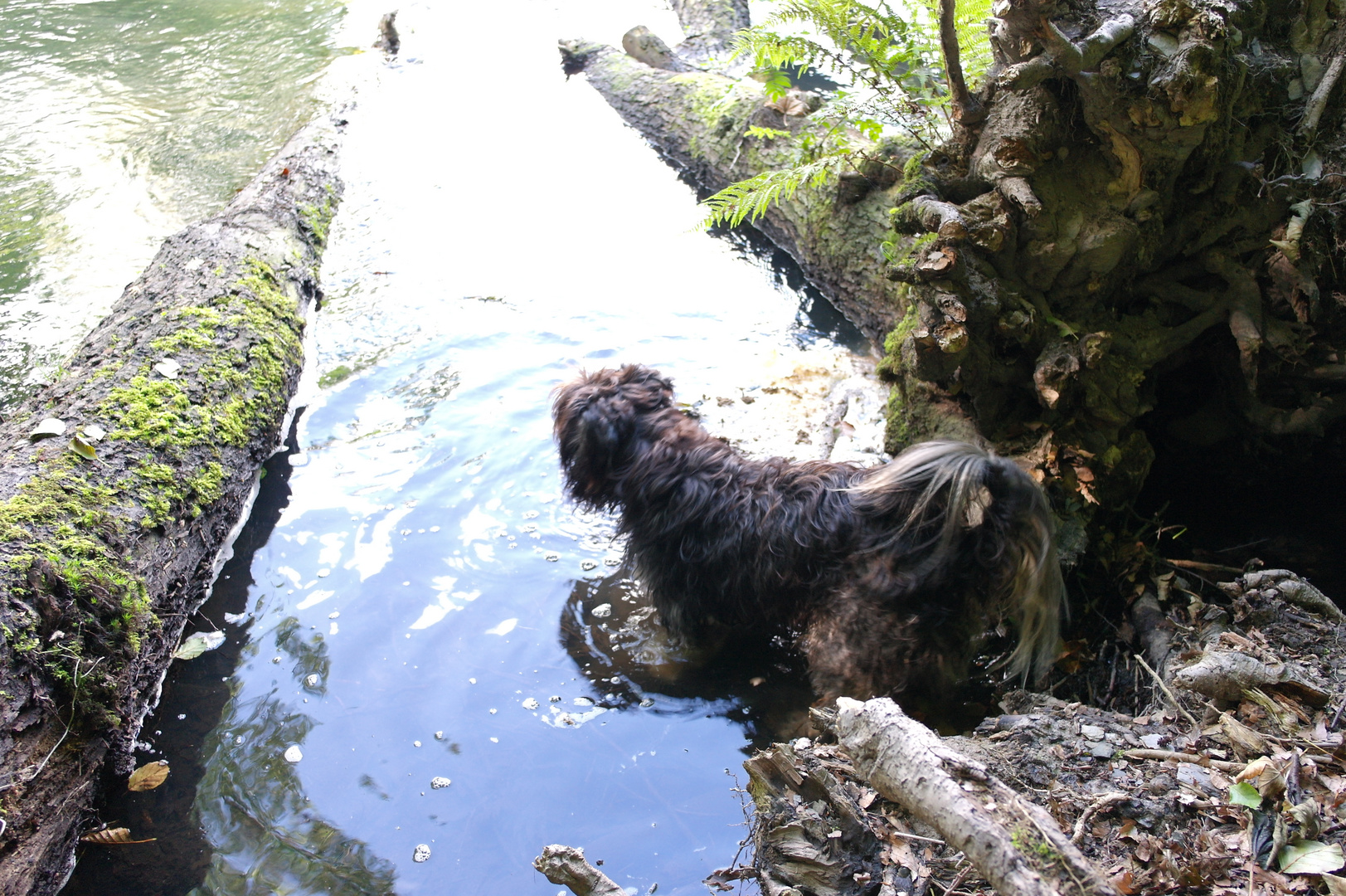 Geh Ich oder gehe Ich nicht ins Wasser