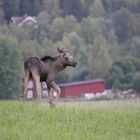 "Geh ich zur Mama, oder...?"